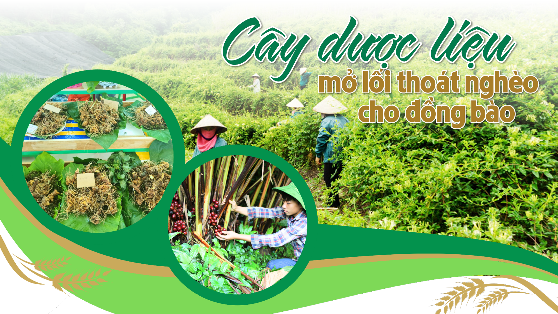 Cây dược liệu mở lối thoát nghèo cho đồng bào