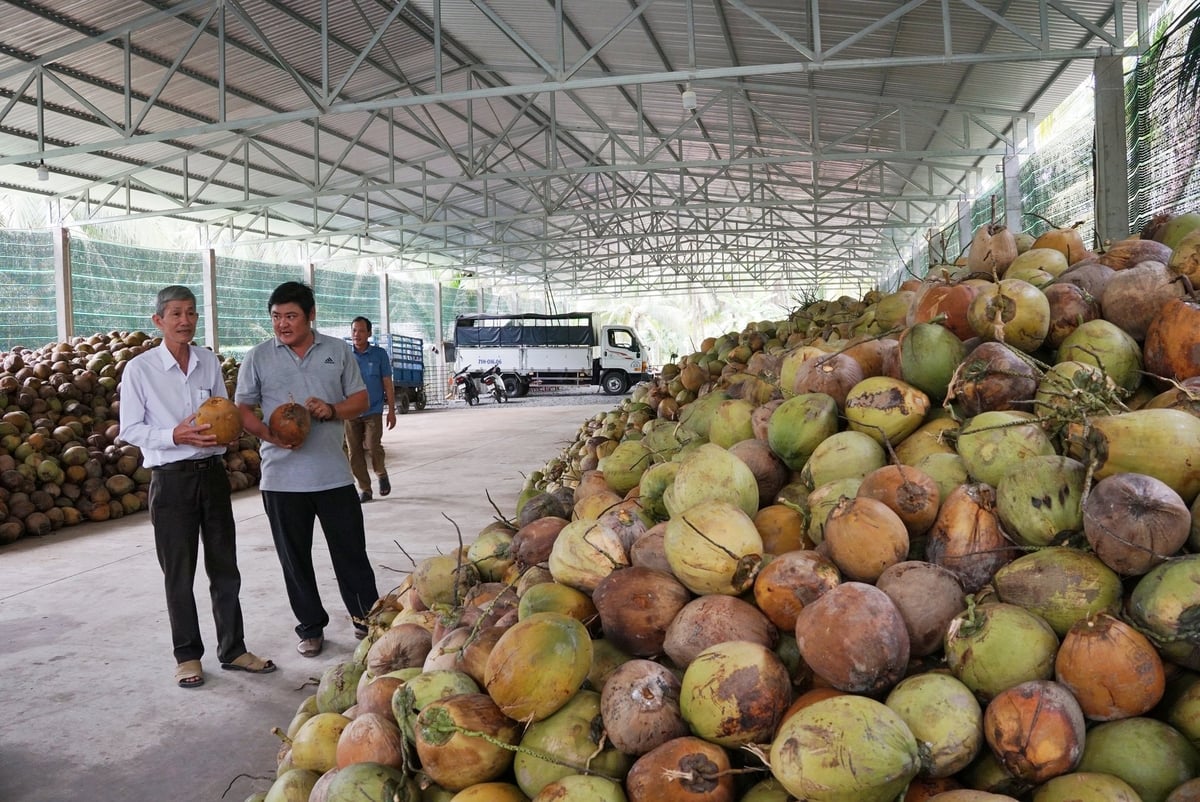 Dừa Việt Nam thêm cơ hội thâm nhập sâu thị trường Trung Quốc