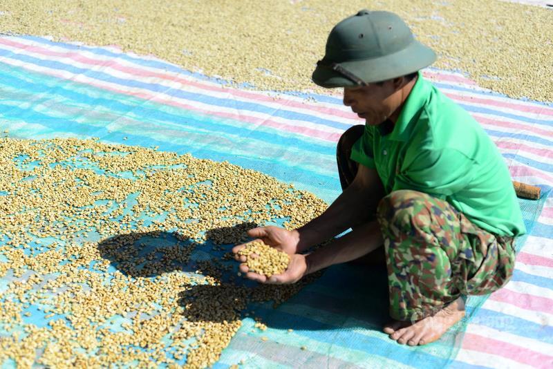 Giá cà phê hôm nay 4/9/2025: Giảm mạnh 6.000 đồng/kg chỉ sau một ngày