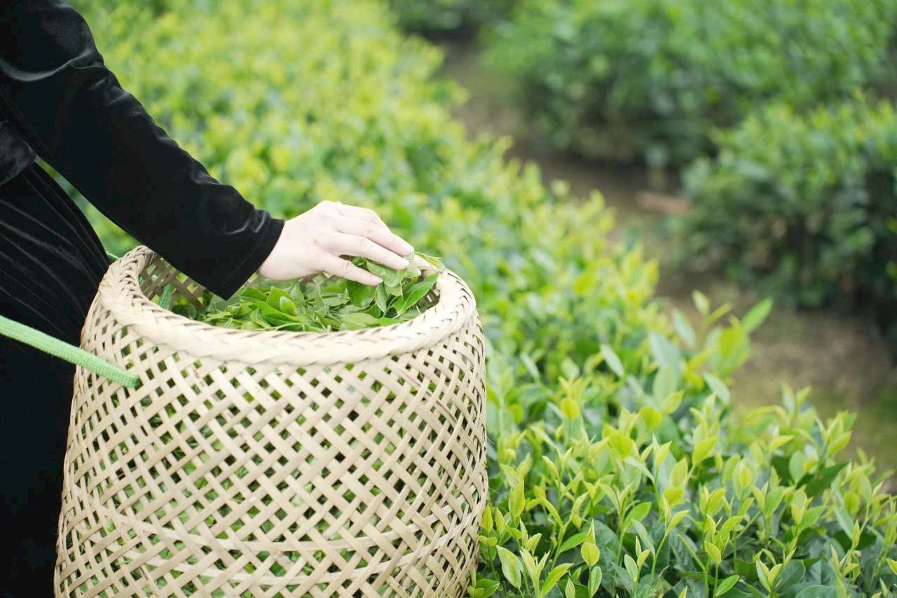 Hợp tác xã điện tử mở lối thoát nghèo cho nông dân vùng cao