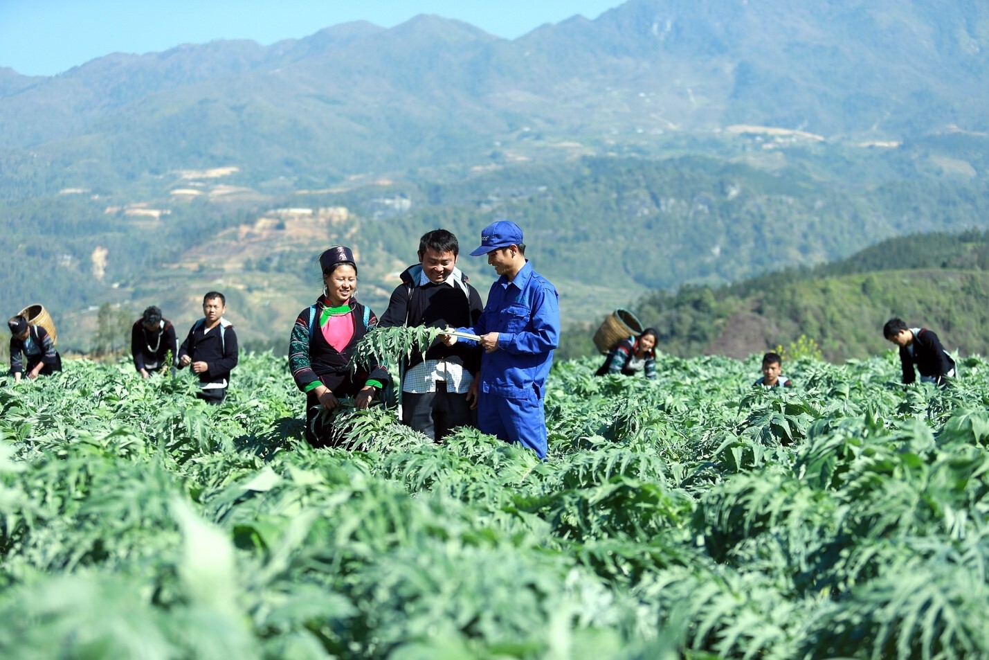 Liên kết hợp tác xã và bà con dân tộc: ‘Đòn bẩy’ sản phẩm vùng cao