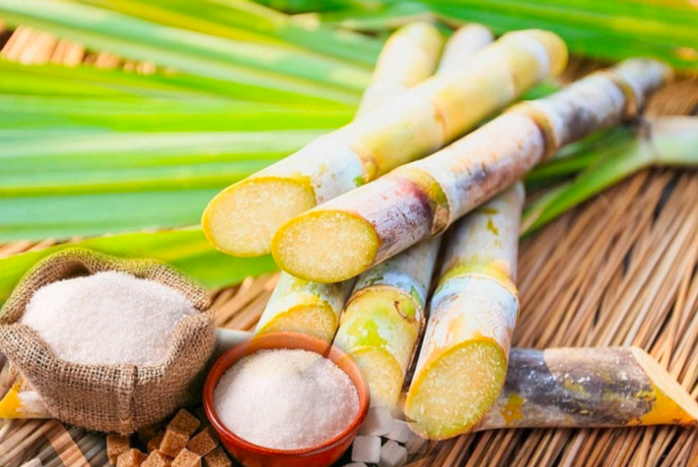 Ngành mía đường đối diện thách thức “sống còn” 