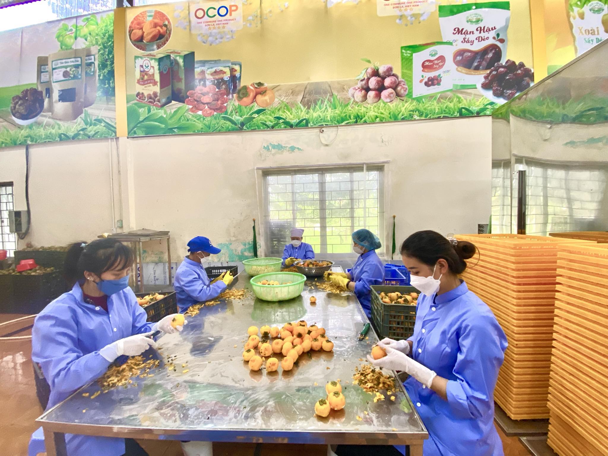 Cơ hội thoát nghèo từ cây hồng giòn trên cao nguyên Mộc Châu