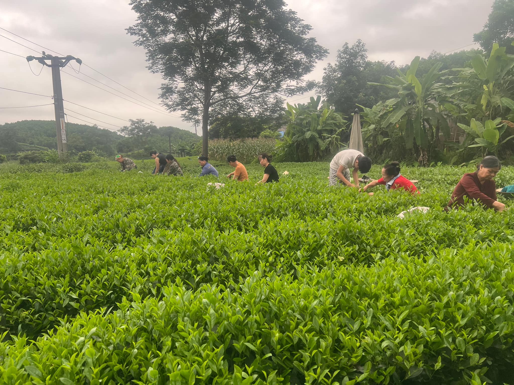 Gian nan vượt khó, cây chè Vô Tranh trở thành