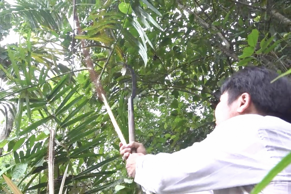 Hiệu quả kép từ kinh tế rừng ở miền núi Quảng Ngãi