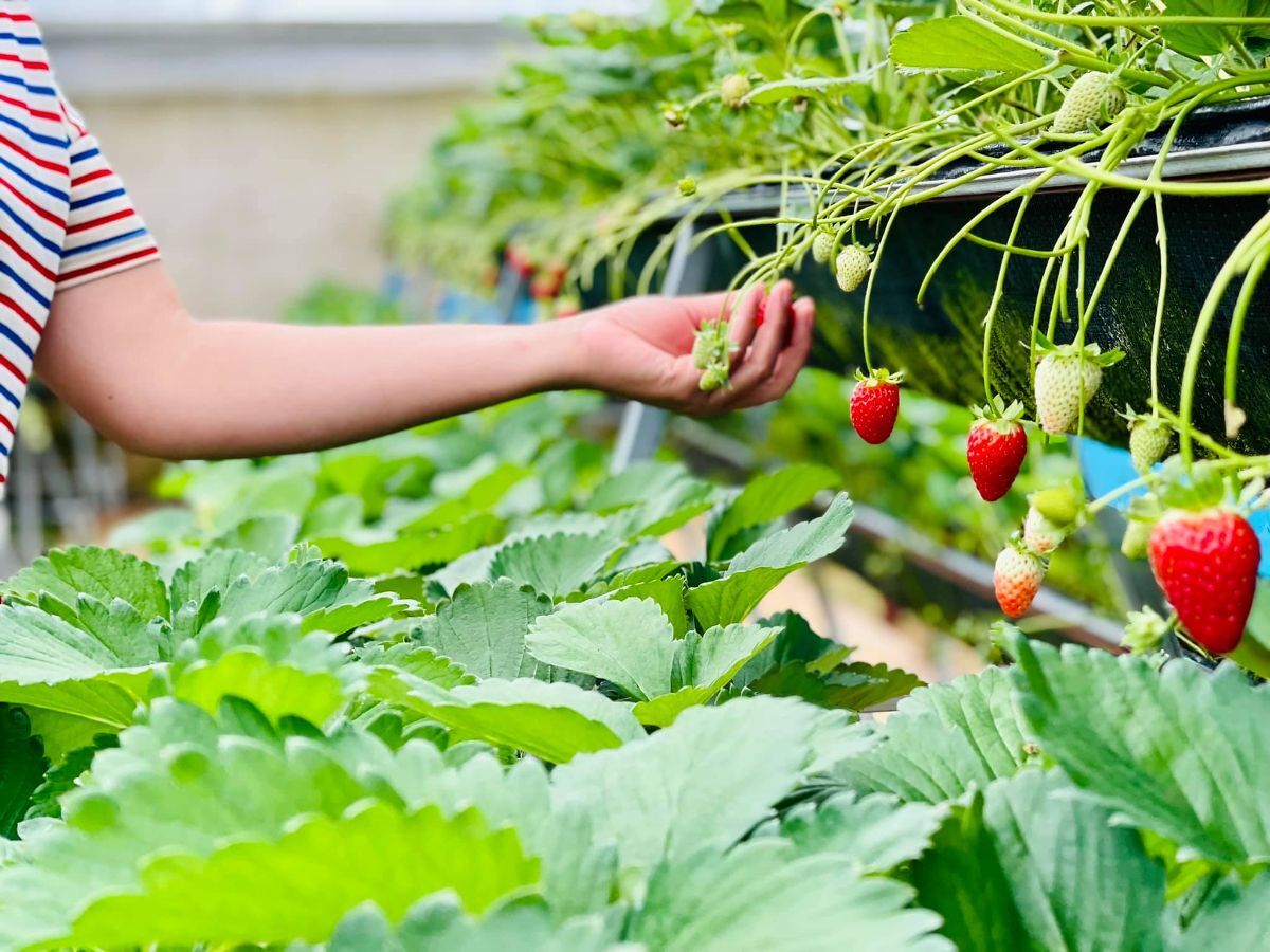 Lâm Đồng: Du lịch canh nông thúc đẩy tiêu thụ nông sản vùng dân tộc