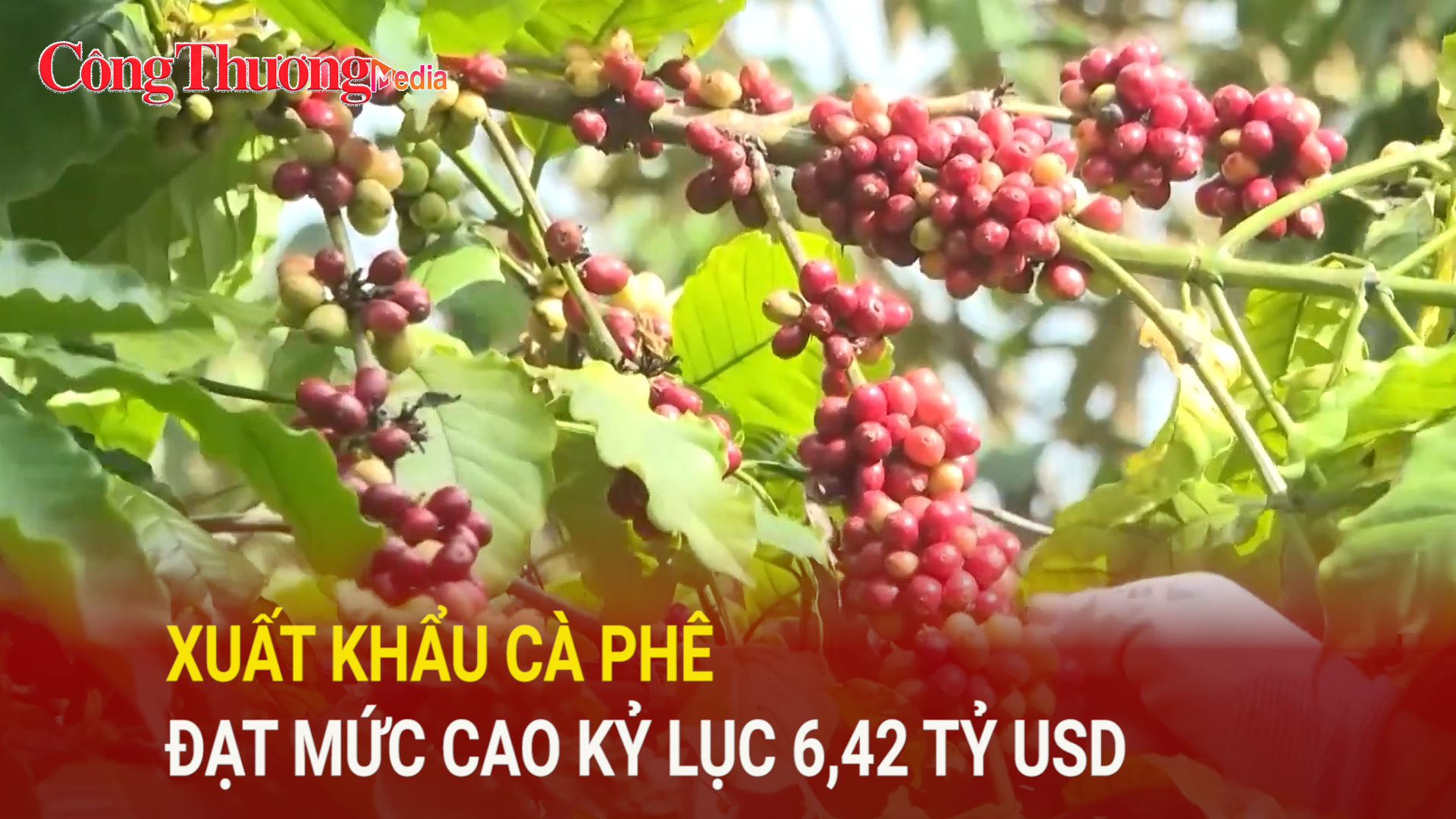 Xuất khẩu cà phê đạt mức cao kỷ lục 6,42 tỷ USD trong 8 tháng năm 2025