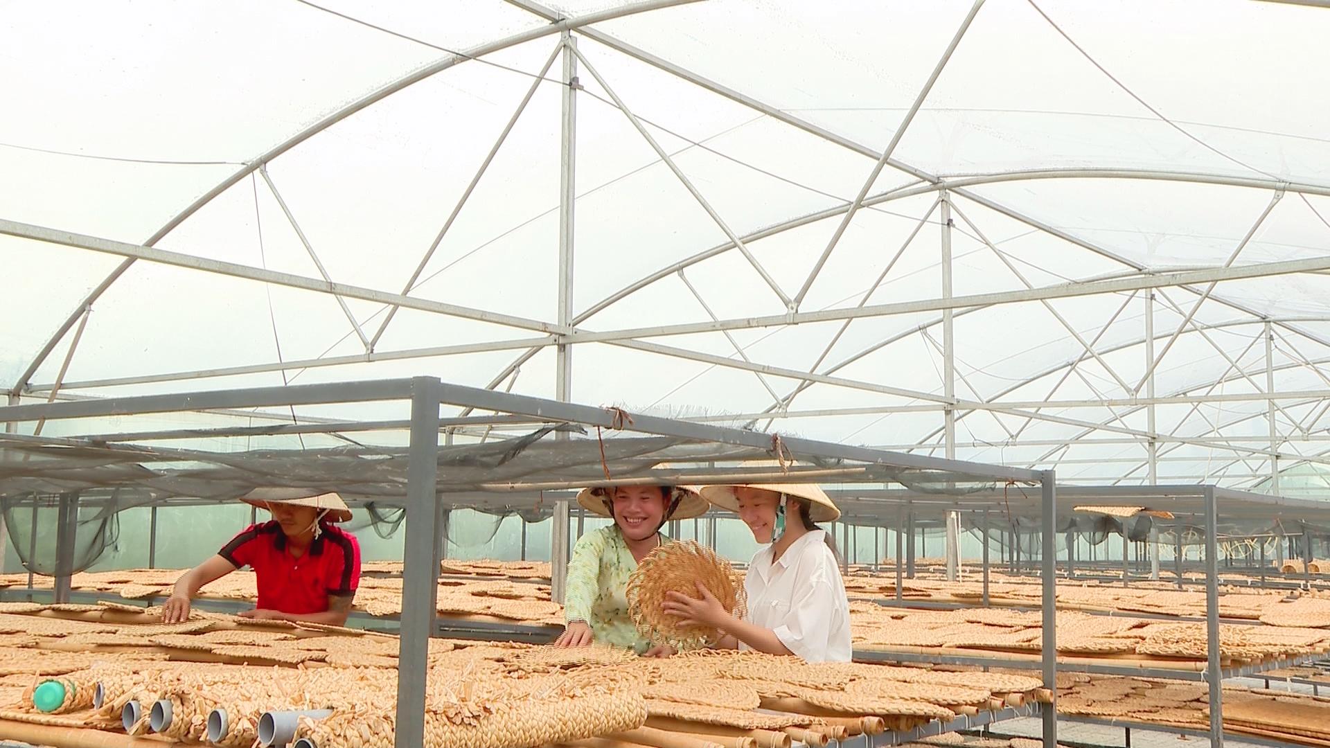 Nghề đan lục bình ở Cần Thơ: Từ cây mọc hoang đến sinh kế bền vững