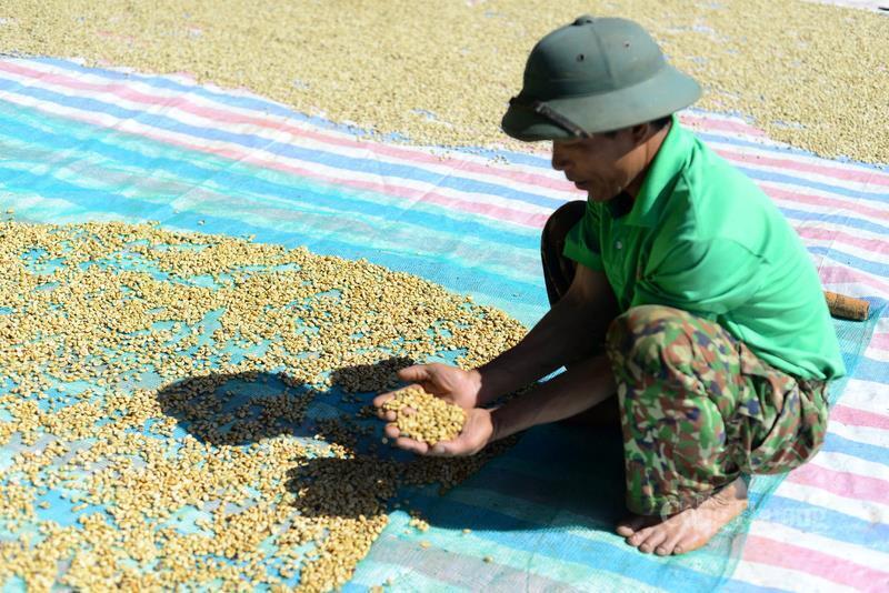 Giá cà phê hôm nay 10/9/2025: Trong nước tăng mạnh