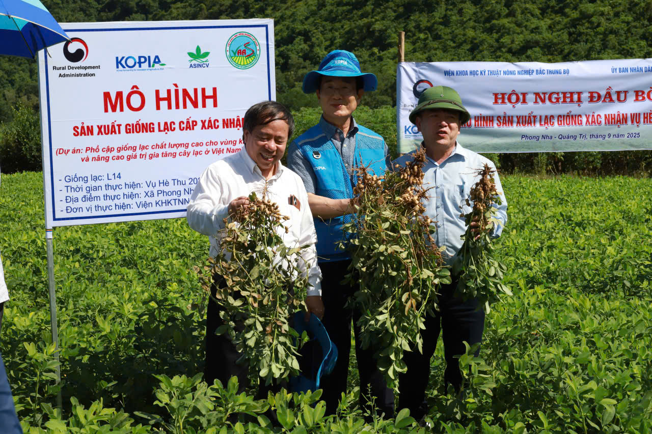 Giống L14 cho năng suất cao, có các đặt tính nông sinh học tốt, thâm canh cho năng suất cao, năng suất có thể đạt tới 45 - 60 tạ/ha