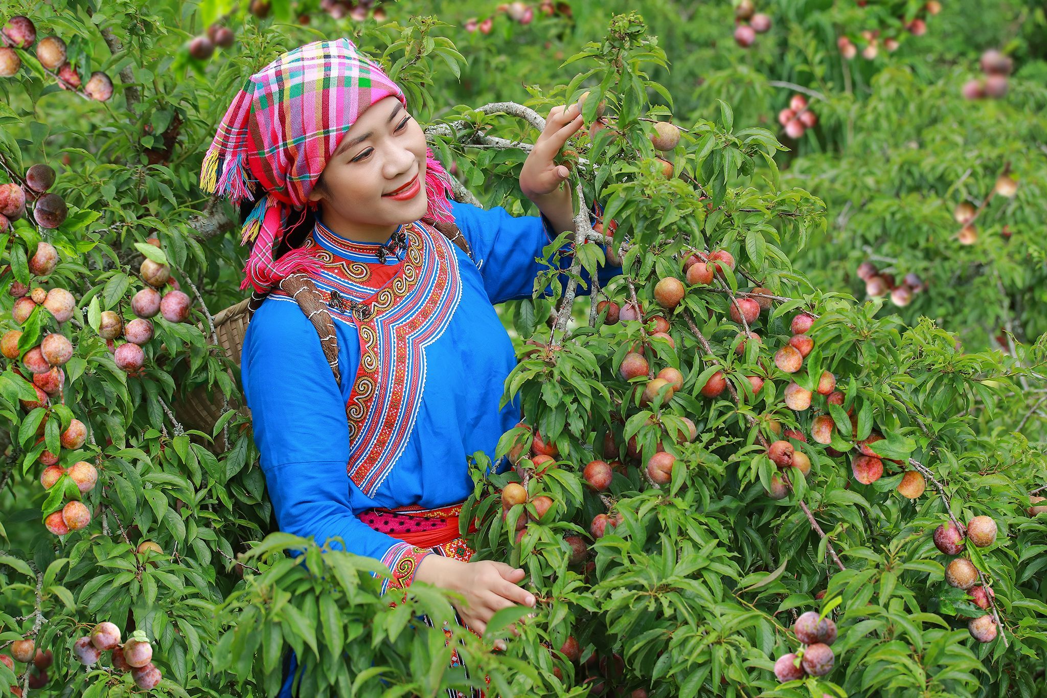 Xây dựng chỉ dẫn địa lý: Nâng tầm thương hiệu nông sản Lào Cai