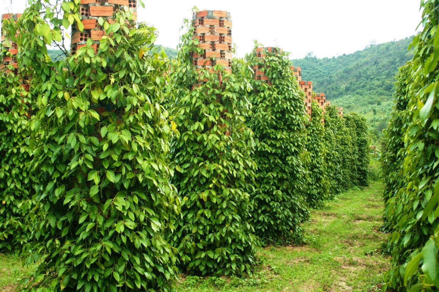 Hạt tiêu Đồng Nai mở hướng thoát nghèo bền vững