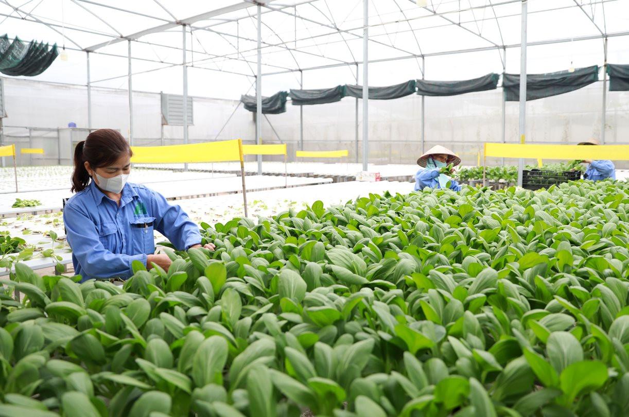 Đổi mới sản xuất, mở lối giảm nghèo bền vững
