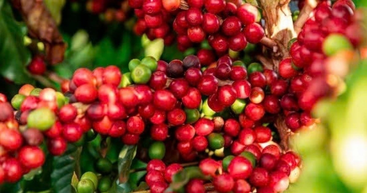 Giá cà phê Arabica vượt mốc 9.000 USD/tấn