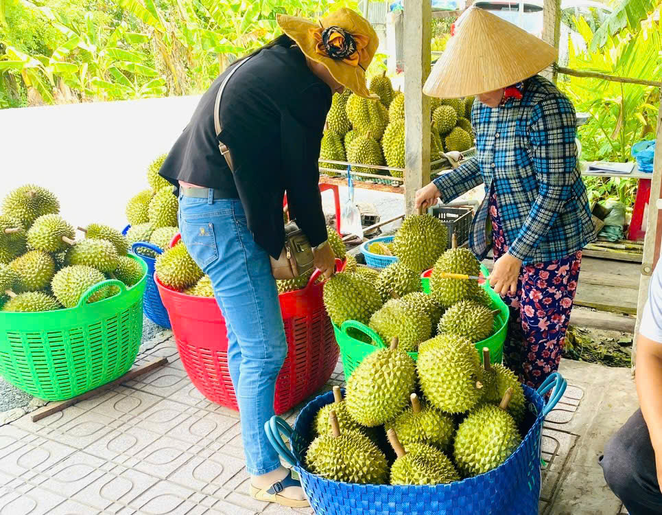 Cần Thơ: Thúc đẩy nông nghiệp chuyên canh hướng đến xuất khẩu bền vững