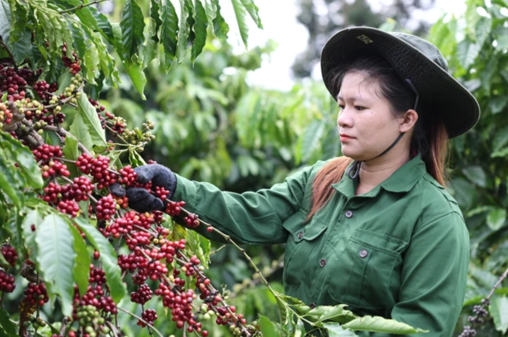 Cập nhật giá cà phê hôm nay: Khu vực Tây Nguyên tăng nhẹ