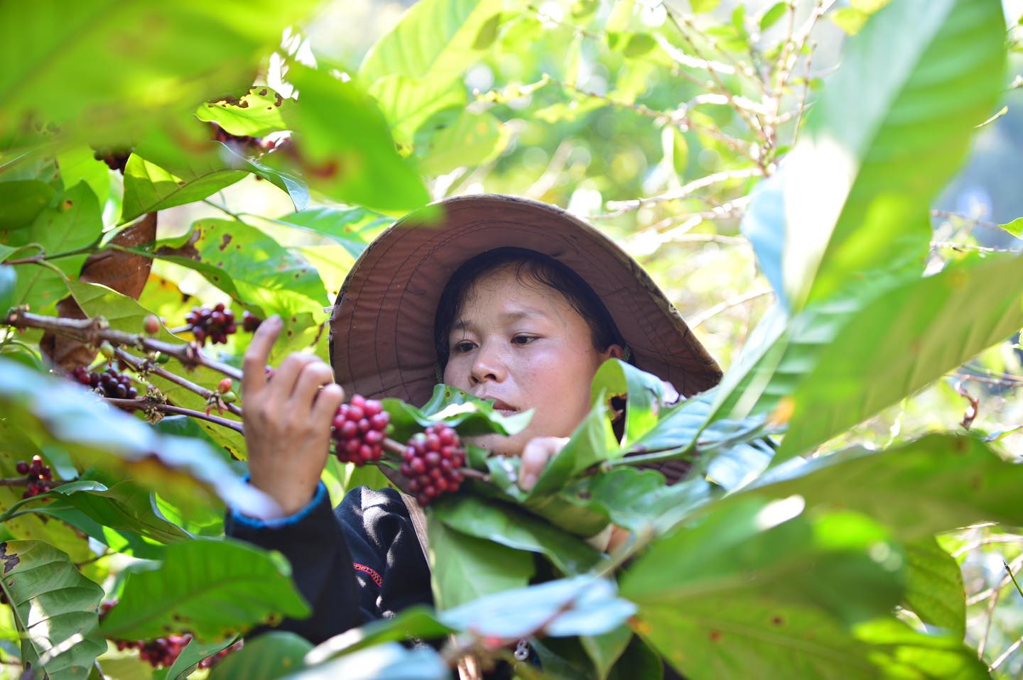Giá cà phê trong nước biến động: Nông dân nên bán ngay hay giữ hàng?