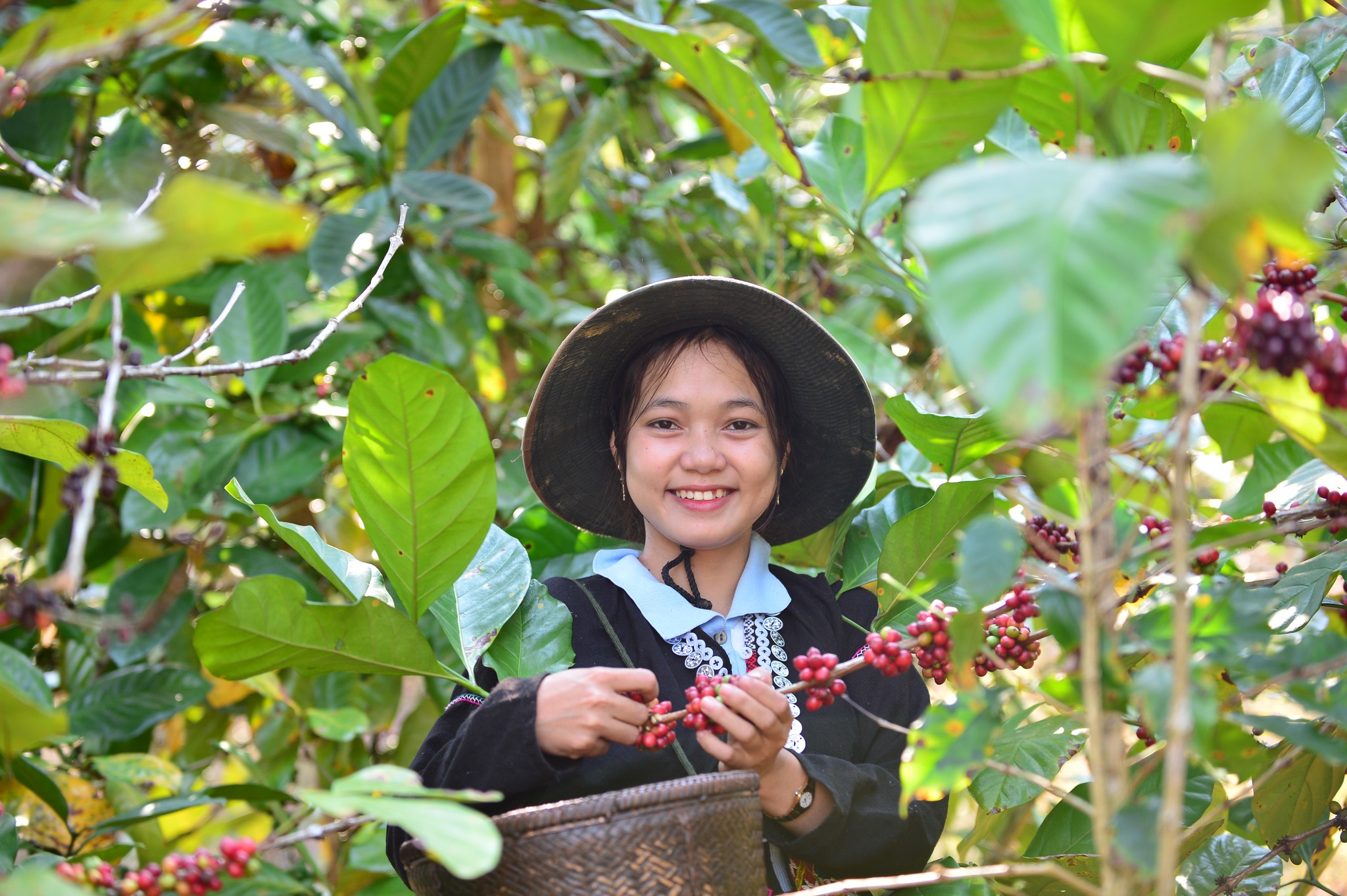 Giá cà phê biến động: Người dân và doanh nghiệp cần lưu ý?