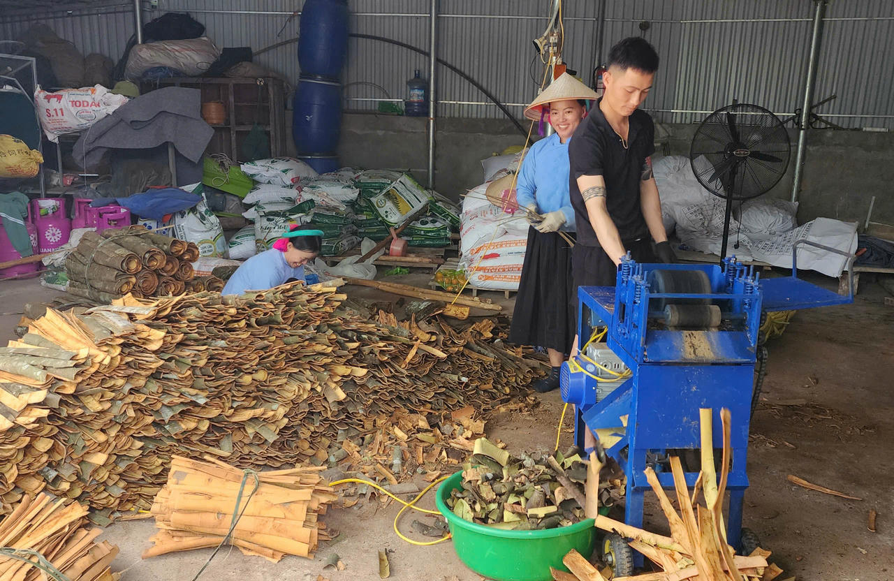 Quảng Ninh: Quế hữu cơ mở lối làm giàu cho đồng bào vùng cao