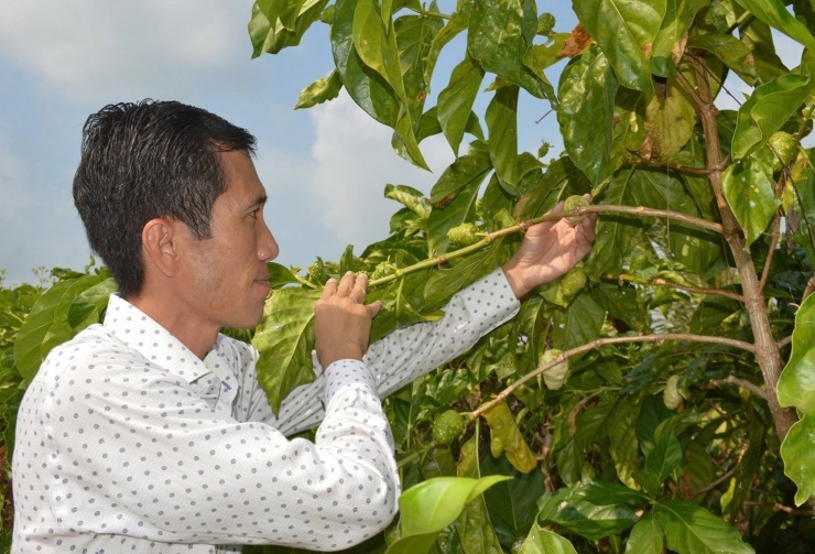 Nỗ lực “nâng tầm” sản phẩm OCOP 4 sao nước cốt trái nhàu