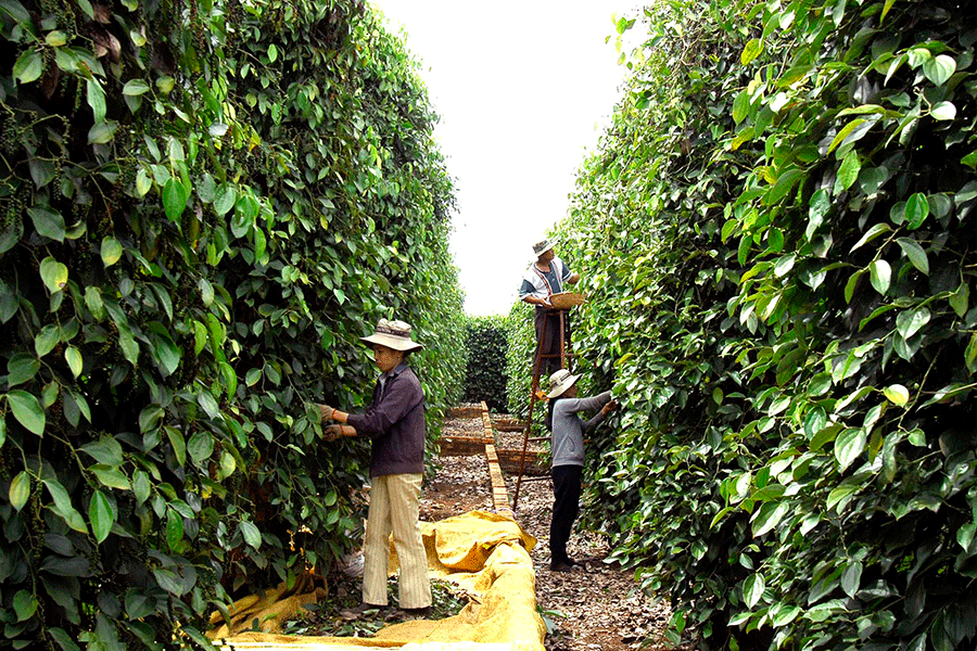 Xuất khẩu hồ tiêu: Việt Nam có tận dụng được cơ hội vàng ?