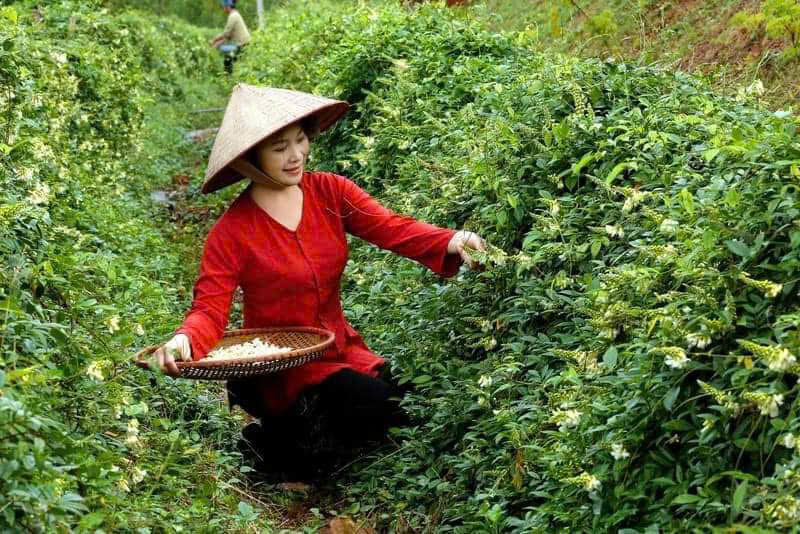 Bắc Ninh tạo sức bật kinh tế vùng dân tộc từ mô hình sản xuất chuỗi