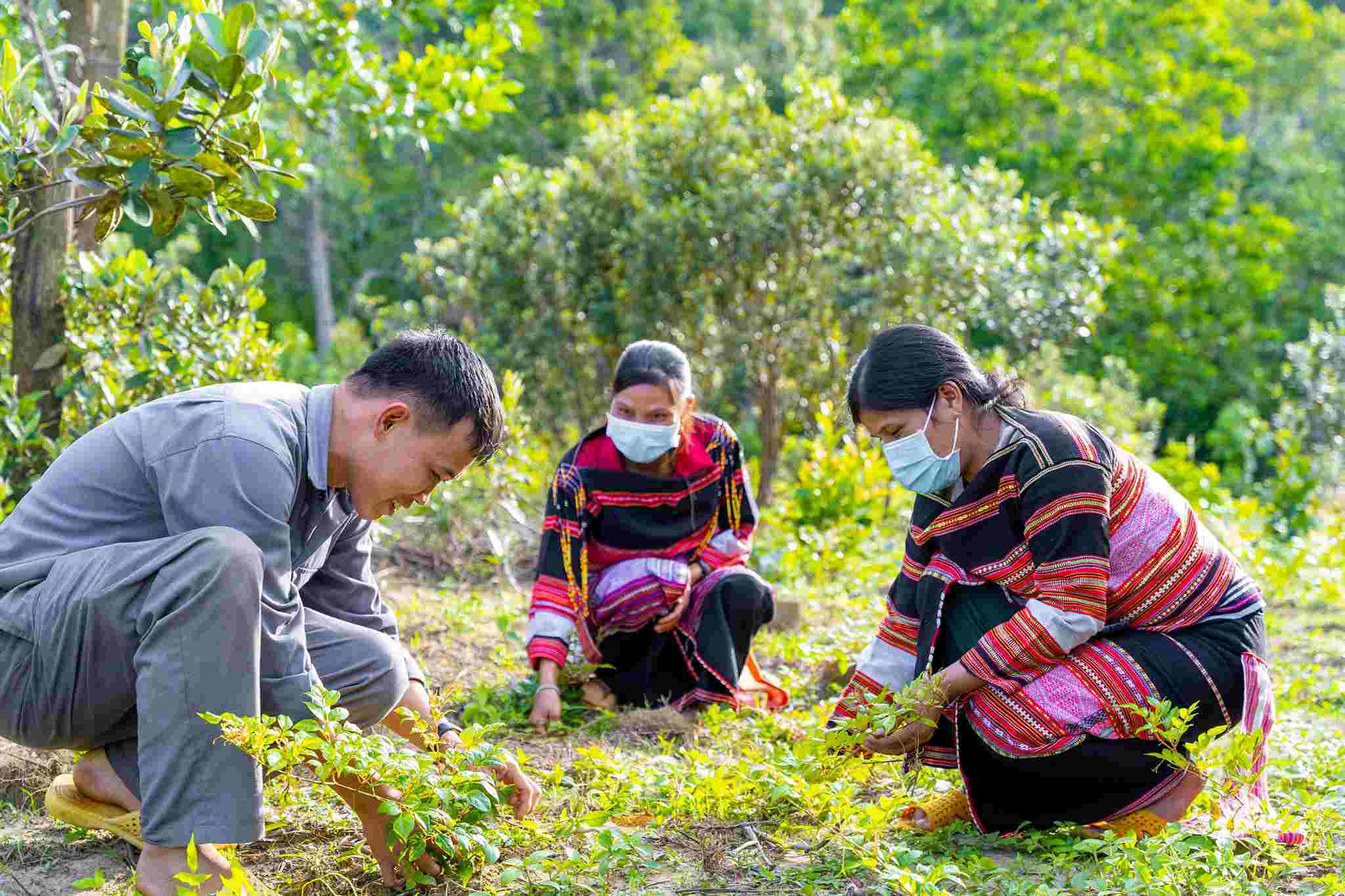 Phát triển dược liệu vùng cao: Thoát nghèo bằng chuỗi giá trị liên kết