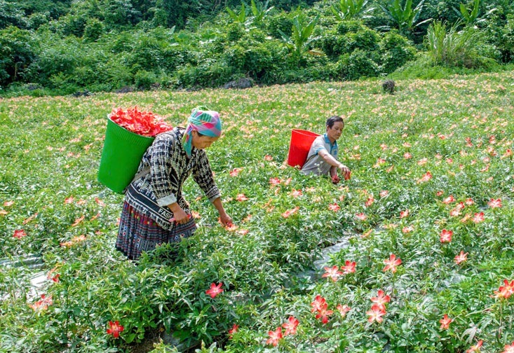 Nông nghiệp sạch - chìa khóa mở lối giảm nghèo nơi miền núi