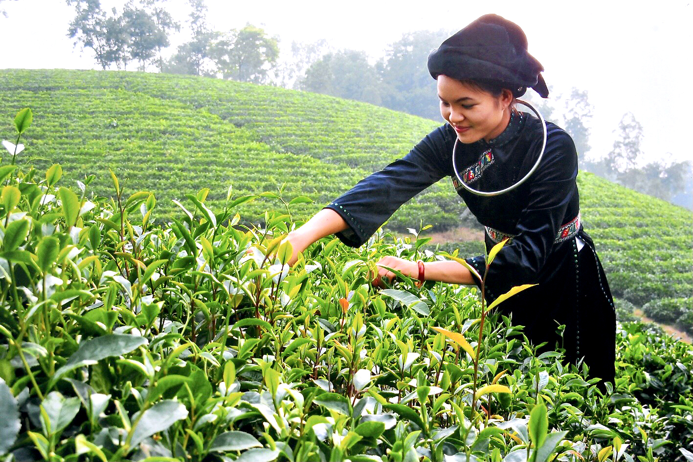 Phát triển vùng nguyên liệu bền vững cho đặc sản Thái Nguyên