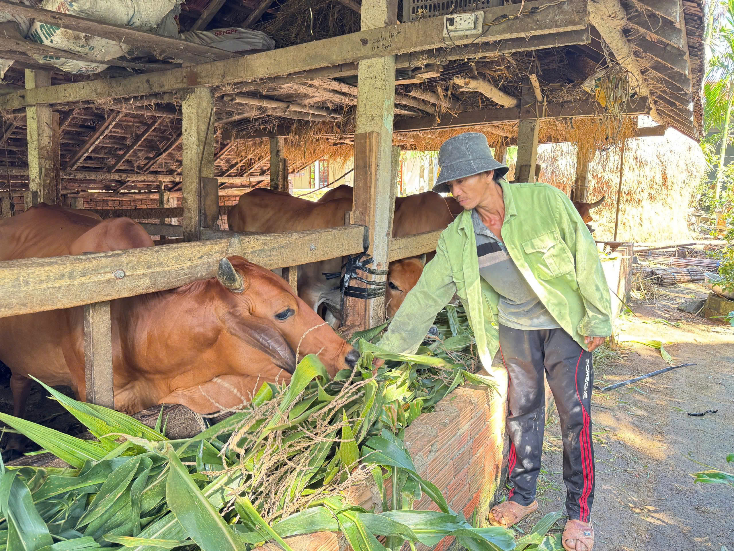 Quảng Ngãi: Nông dân và chính quyền đồng hành trong giảm nghèo