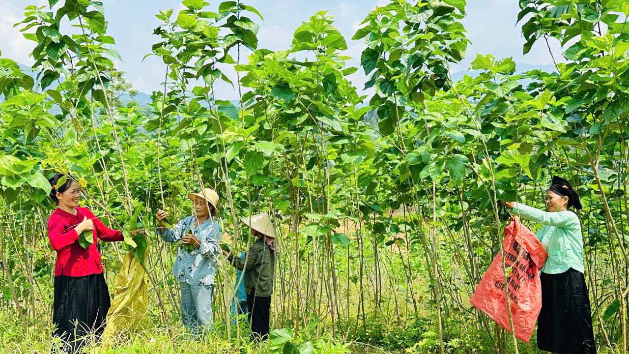HTX Nấm Tam Đảo: Liên kết nông dân, xây dựng chuỗi giá trị bền vững