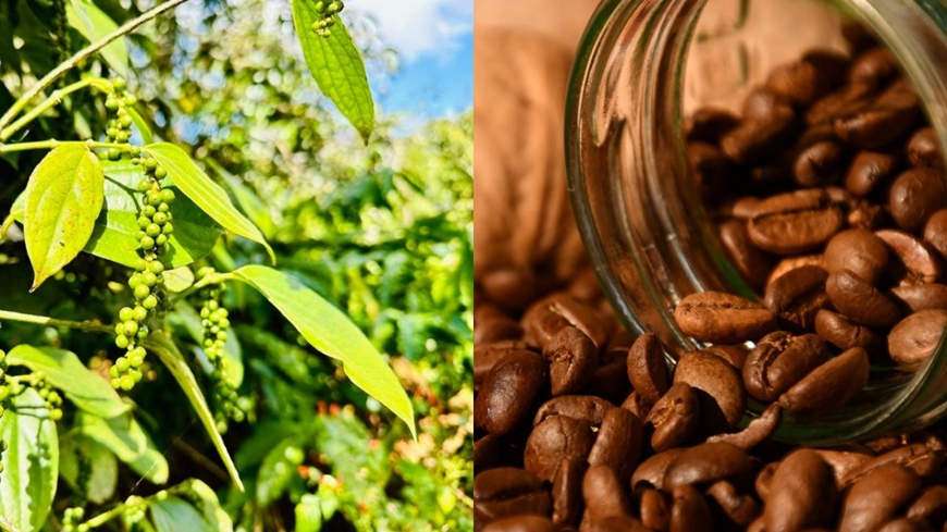 Hồ tiêu và cà phê cùng tăng giá: Cơ hội kép cho nông sản Việt?