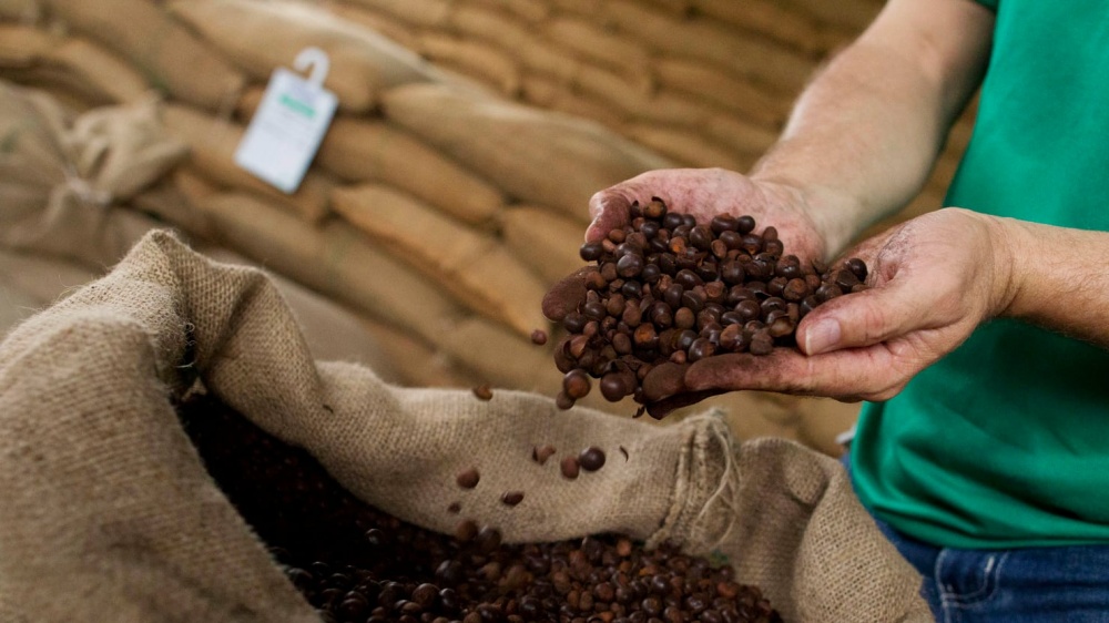 Thói quen uống cà phê của người Việt thay đổi, giá cà phê chịu tác động gì?