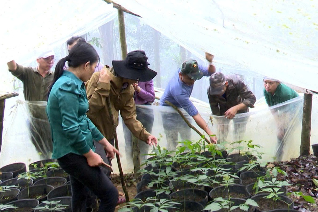 Người dân ở vùng cao ở Quảng Ngãi vươn lên nhờ cà phê, dược liệu