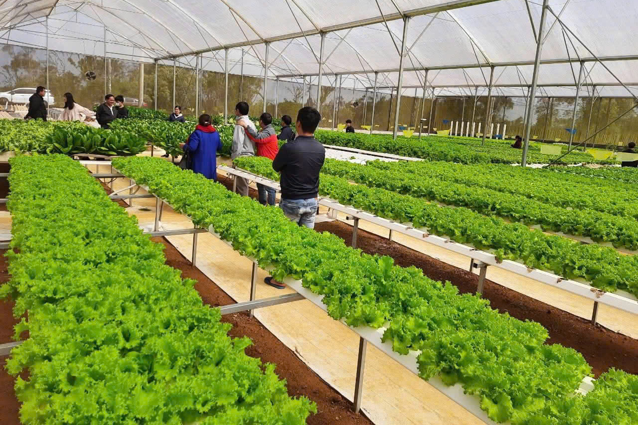 Miền núi Quảng Ngãi chuyển hướng sang làm kinh tế nông nghiệp