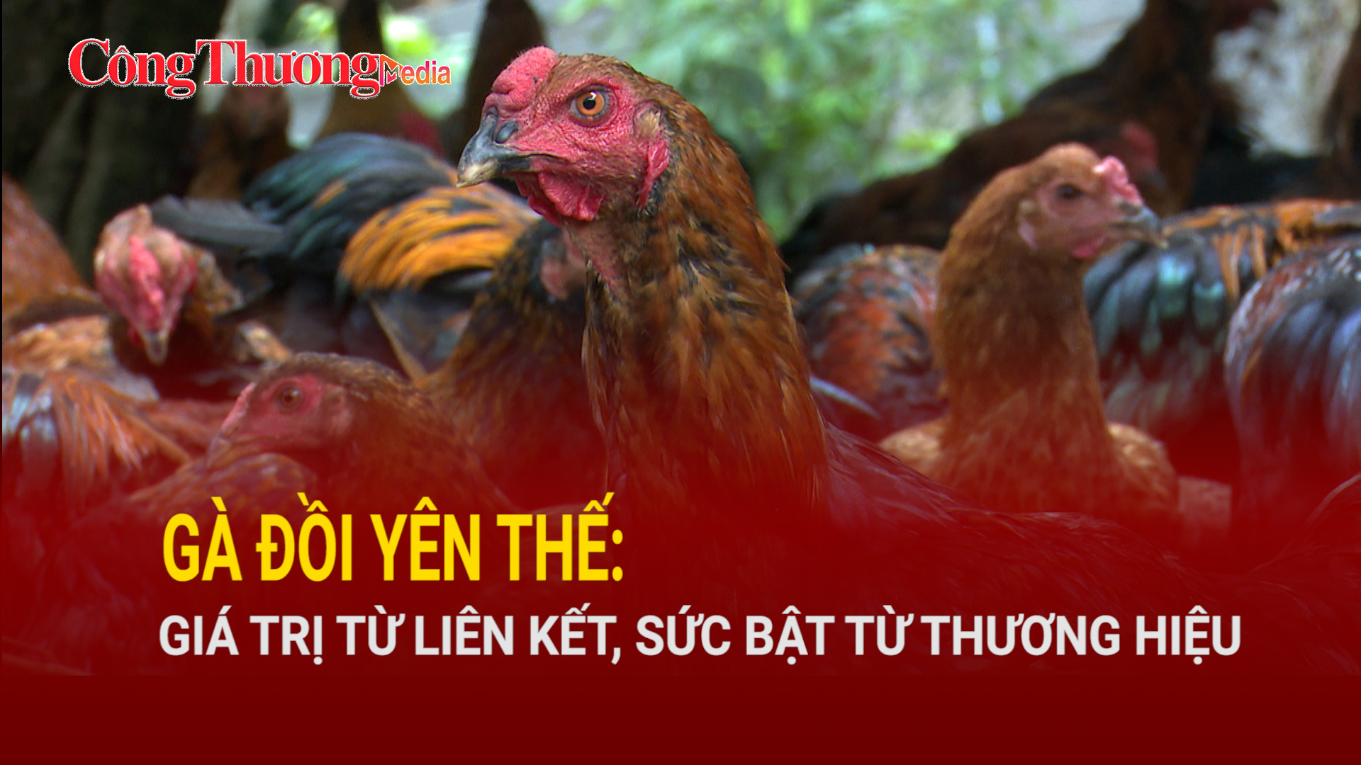 Gà đồi Yên Thế: Giá trị từ liên kết, sức bật từ thương hiệu