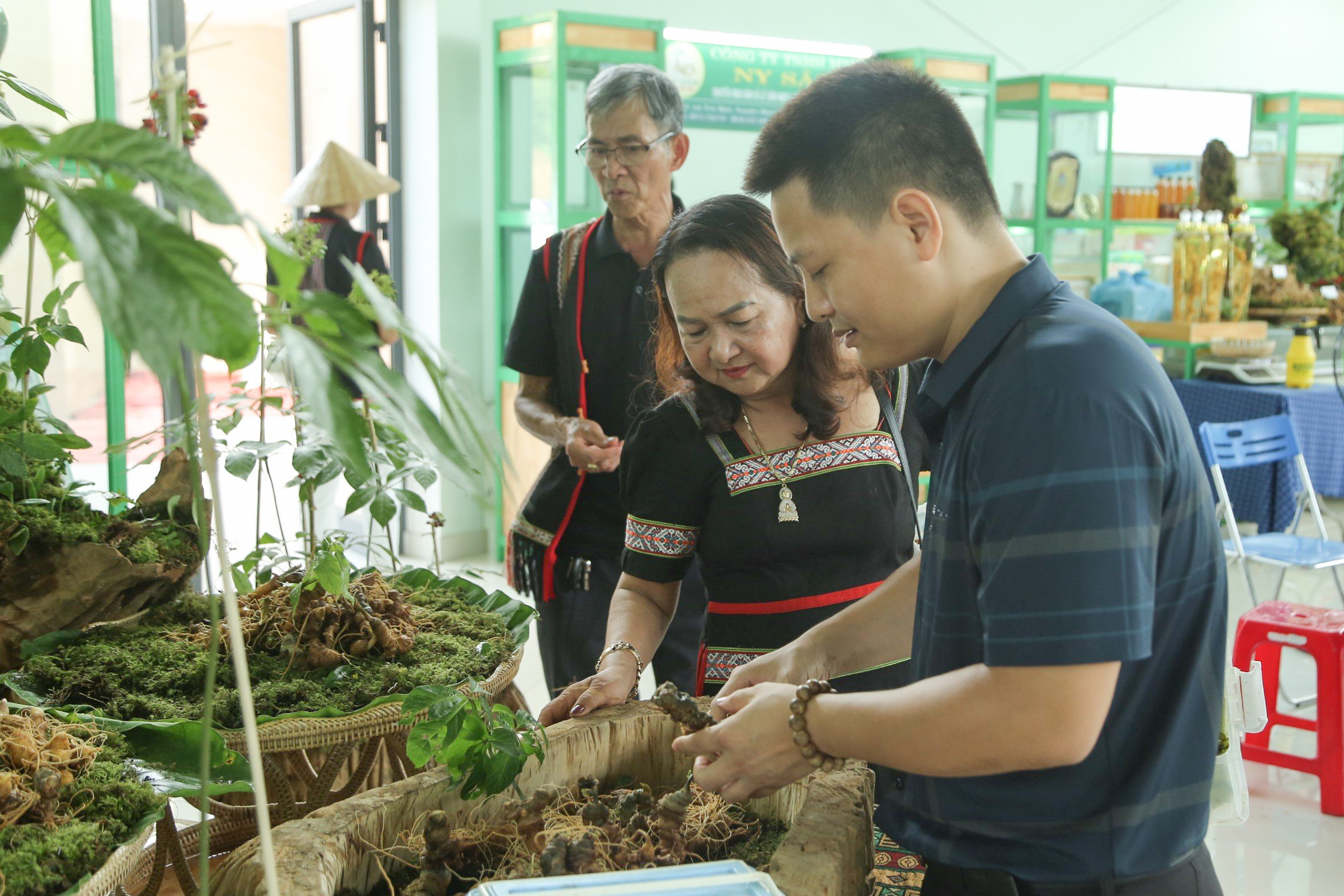 Đà Nẵng: Bà con miền núi khai thác lợi thế sâm Ngọc Linh làm du lịch