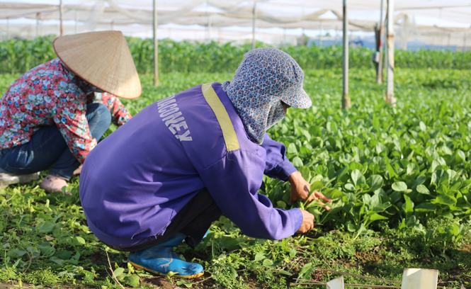 Hợp tác xã 'bệ phóng' giảm nghèo và phát triển bền vững tại Phú Minh