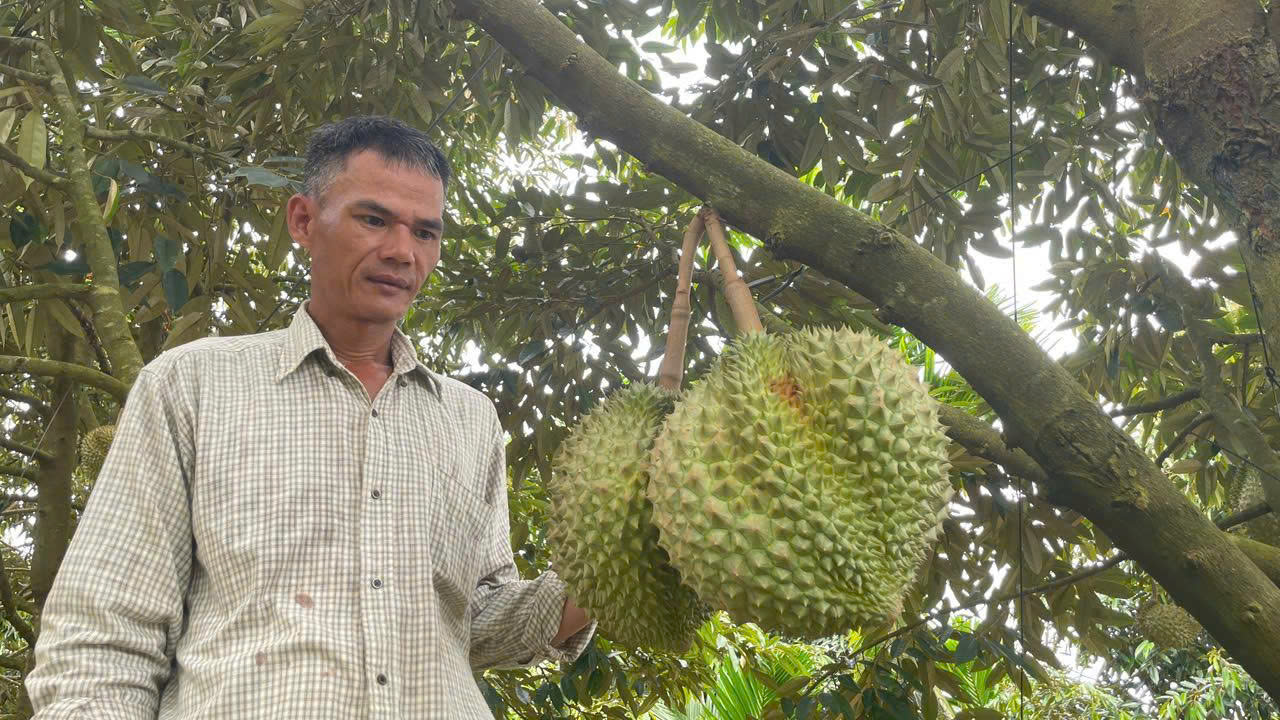 Đà Nẵng: Đột phá từ cây sầu riêng