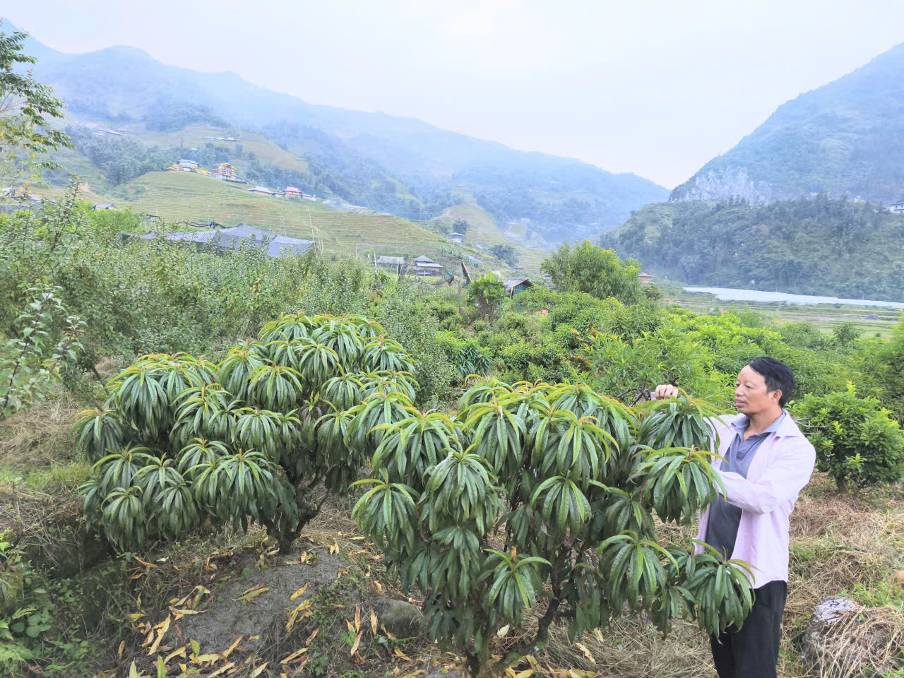 Vườn đào giữa Sa Pa: Người nông dân làm giàu từ đất núi