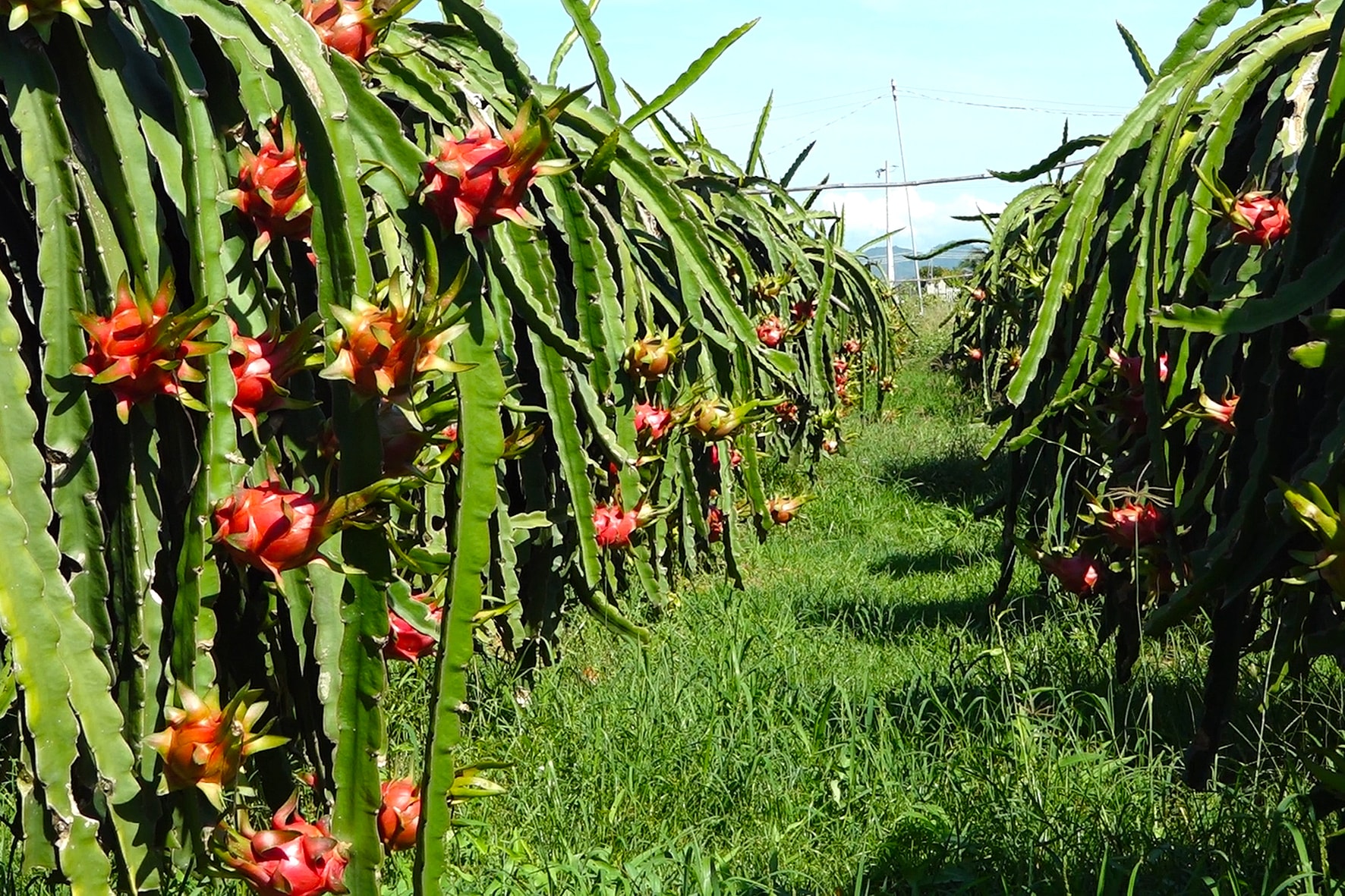 Kết nối đầu ra, ‘chìa khóa’ giúp thanh long Hàm Thuận Bắc vươn xa