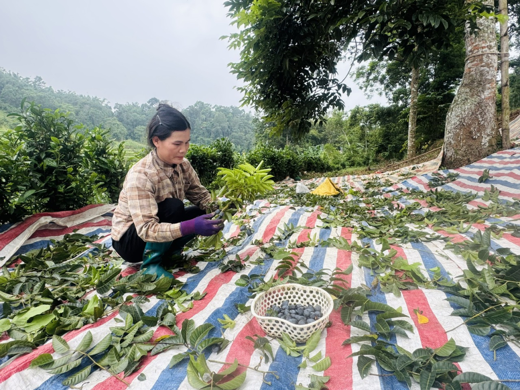 Trám đen Lũng Tao: Cây trồng bản địa nâng tầm kinh tế vùng cao