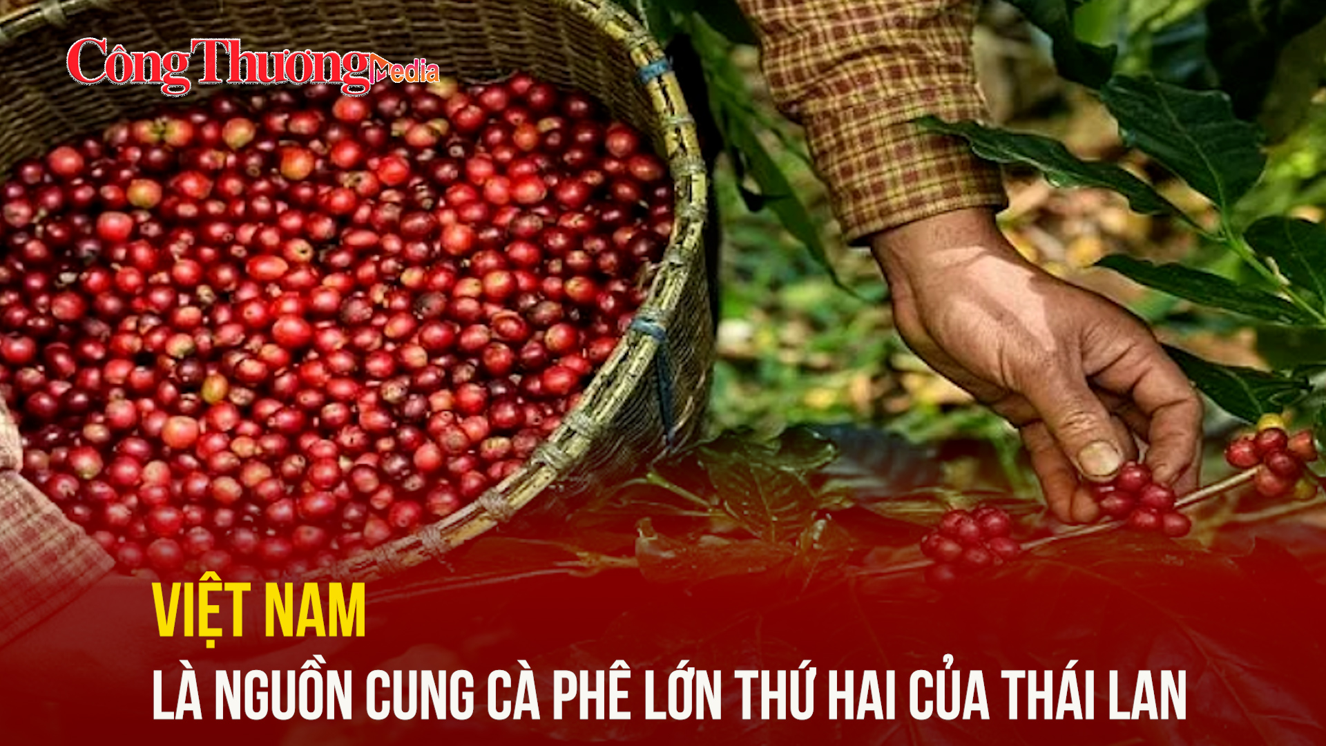 Việt Nam là nguồn cung cà phê lớn thứ hai của Thái Lan