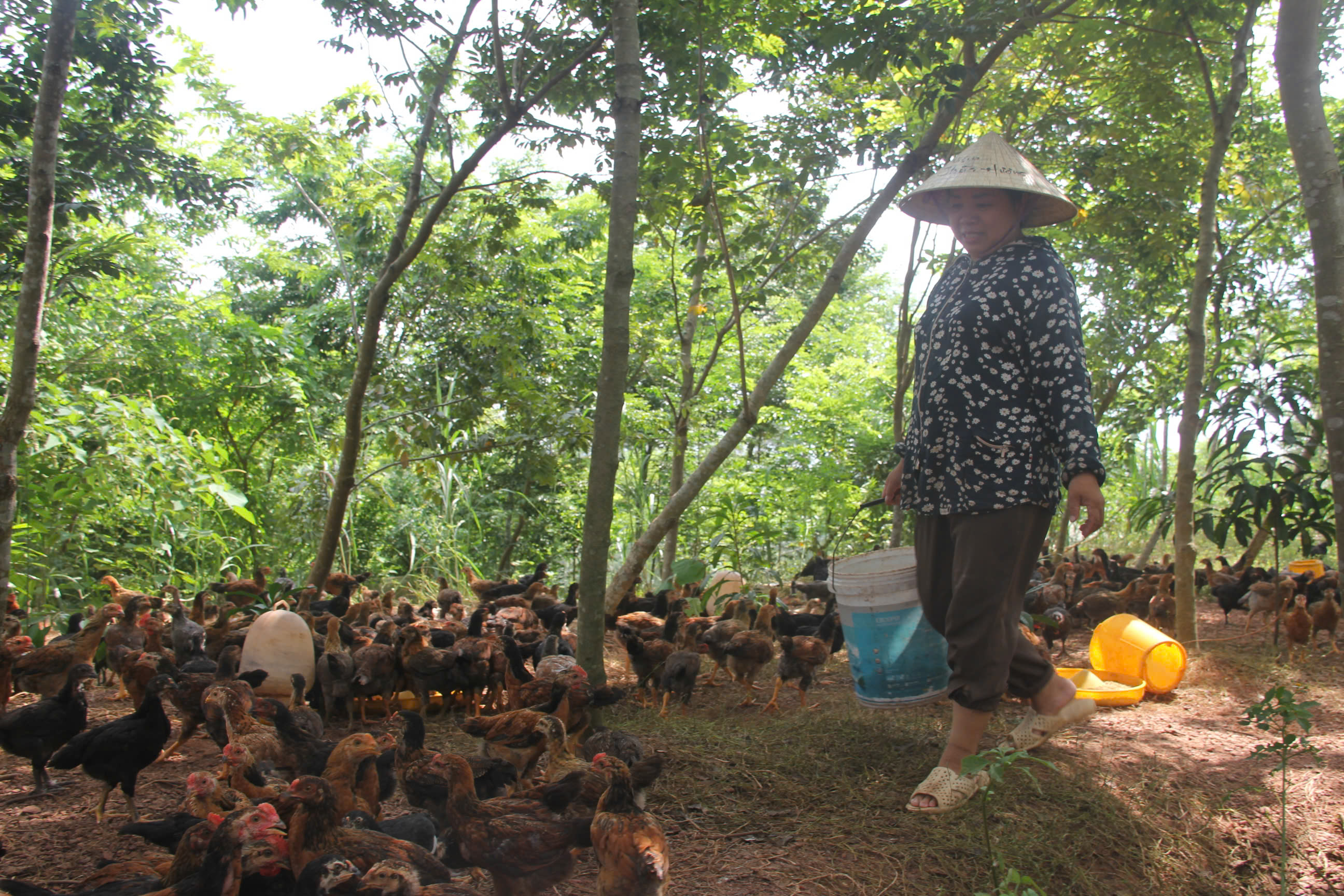 Bắc Ninh: ‘Xây nền’ thoát nghèo bền vững cho vùng dân tộc thiểu số