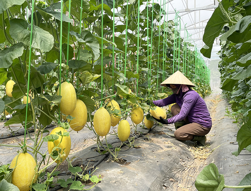 Quảng Trị: Xây dựng nông nghiệp theo chuỗi liên kết, thân thiện với môi trường