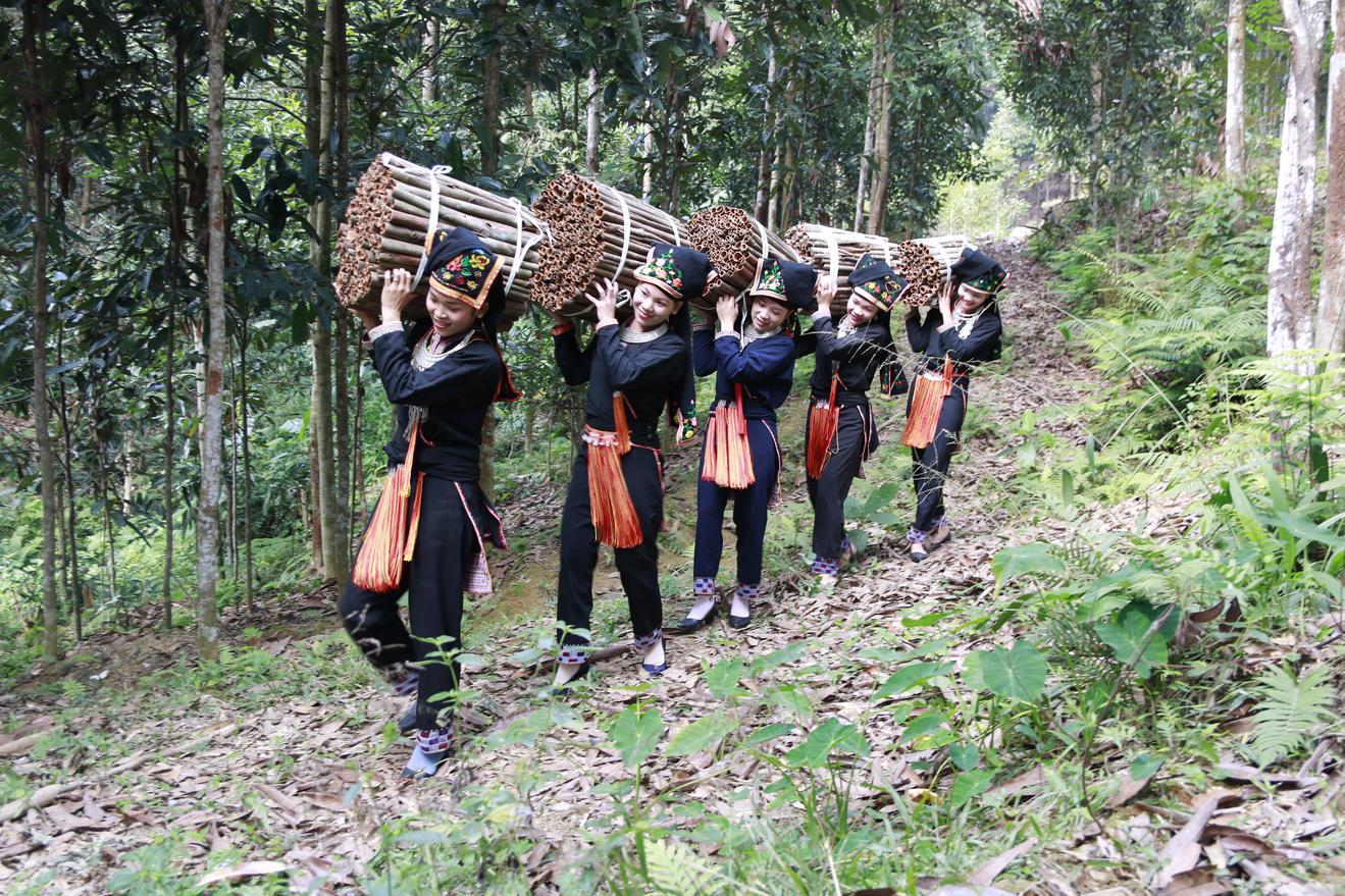 Nâng tầm giá trị quế Phong Dụ Hạ của đồng bào Dao