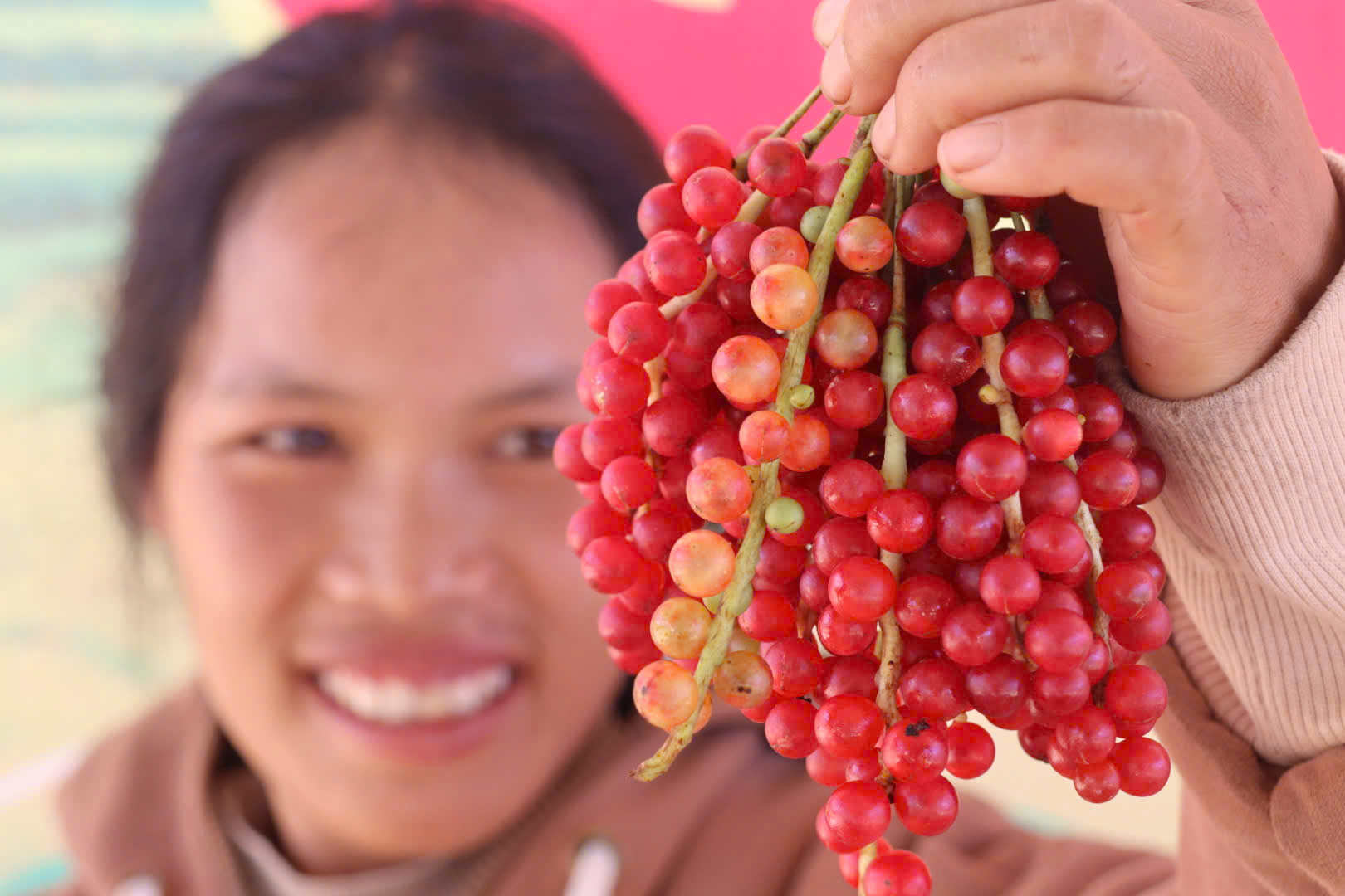 Liên kết tiêu thụ, tăng giá trị cho ngũ vị tử của đồng bào Xơ Đăng