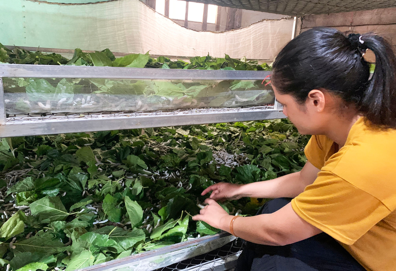 Các HTX Đam Rông nâng tầm nông sản, mở rộng thị trường tiêu thụ