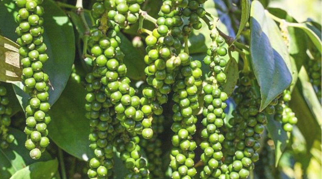 Xuất khẩu hồ tiêu giảm sản lượng, kim ngạch vẫn tăng mạnh nhờ giá cao