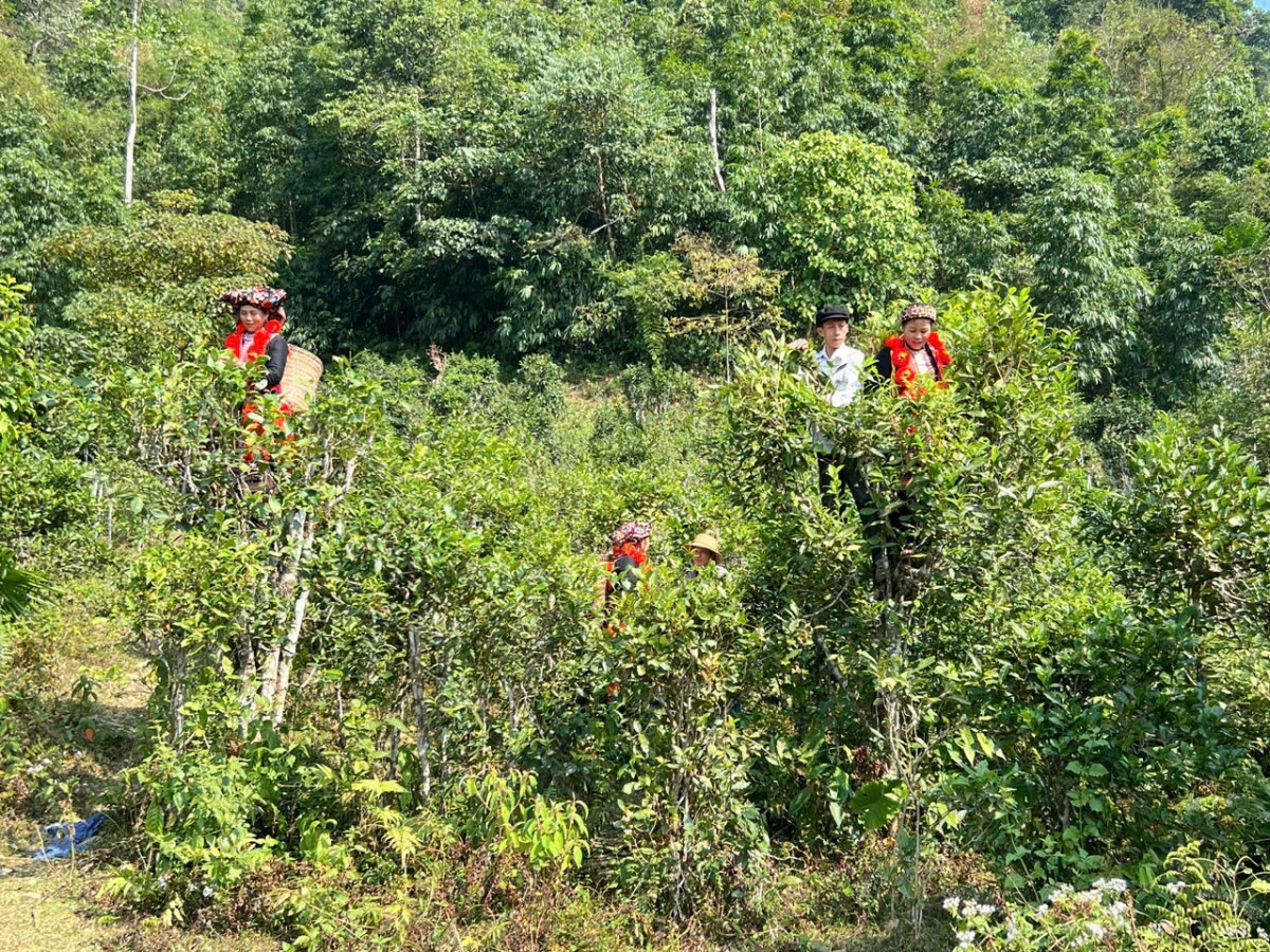Cây chè Bình An vươn mình nhờ dự án hỗ trợ sinh kế bền vững